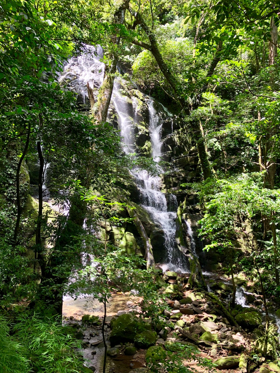 green trees and white waterfalls during daytime